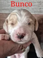 Bunco, a male Miniature Labradoodle for sale in Sussex, WI – Photo 1 of 2