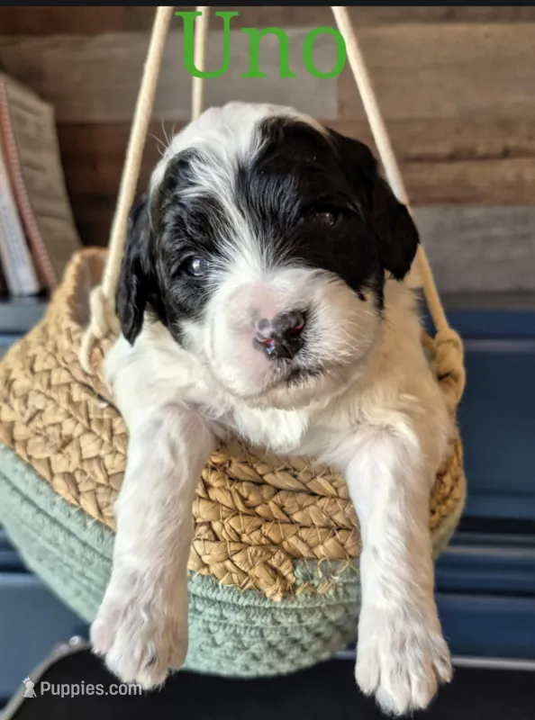 UNO – Miniature Labradoodle puppy for sale in Sussex, WI
