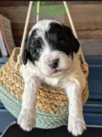 UNO, a male Miniature Labradoodle for sale in Sussex, WI – Photo 1 of 5