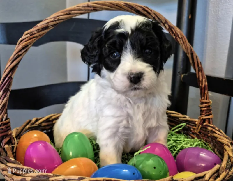 UNO – Miniature Labradoodle puppy for sale in Sussex, WI