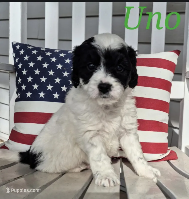 UNO – Miniature Labradoodle puppy for sale in Sussex, WI