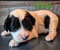 UNO, a male Miniature Labradoodle for sale in Sussex, WI – Photo 5 of 5