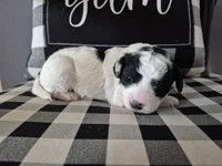 UNO, a male Miniature Labradoodle for sale in Sussex, WI – Photo 3 of 5