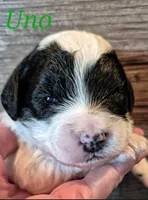 UNO, a male Miniature Labradoodle for sale in Sussex, WI – Photo 2 of 5