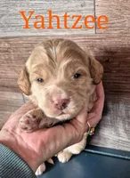 Yahtzee , a female Miniature Labradoodle for sale in Sussex, WI – Photo 3 of 3