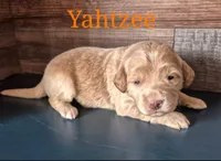 Yahtzee , a female Miniature Labradoodle for sale in Sussex, WI – Photo 2 of 3