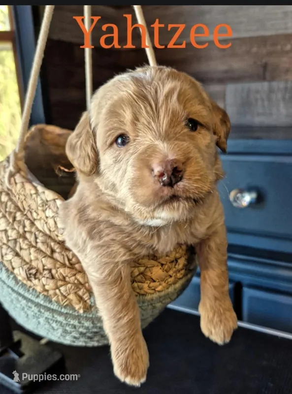 Yahtzee  – Miniature Labradoodle puppy for sale in Sussex, WI