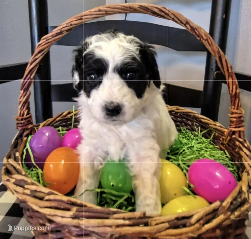 Domino – Miniature Labradoodle puppy for sale in Sussex, WI