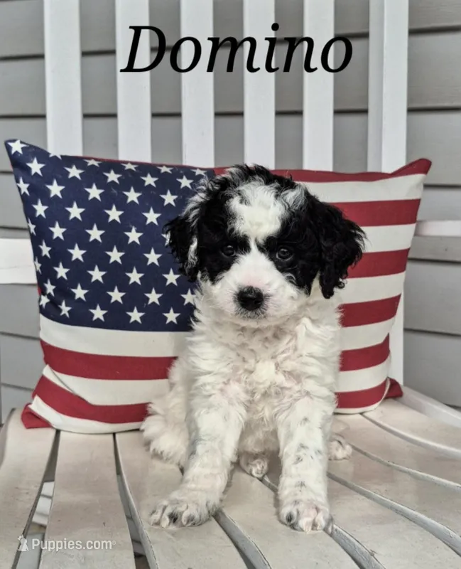 Domino – Miniature Labradoodle puppy for sale in Sussex, WI