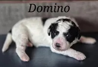 Domino, a male Miniature Labradoodle for sale in Sussex, WI – Photo 2 of 2