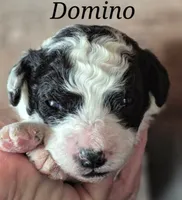 Domino, a male Miniature Labradoodle for sale in Sussex, WI – Photo 1 of 2