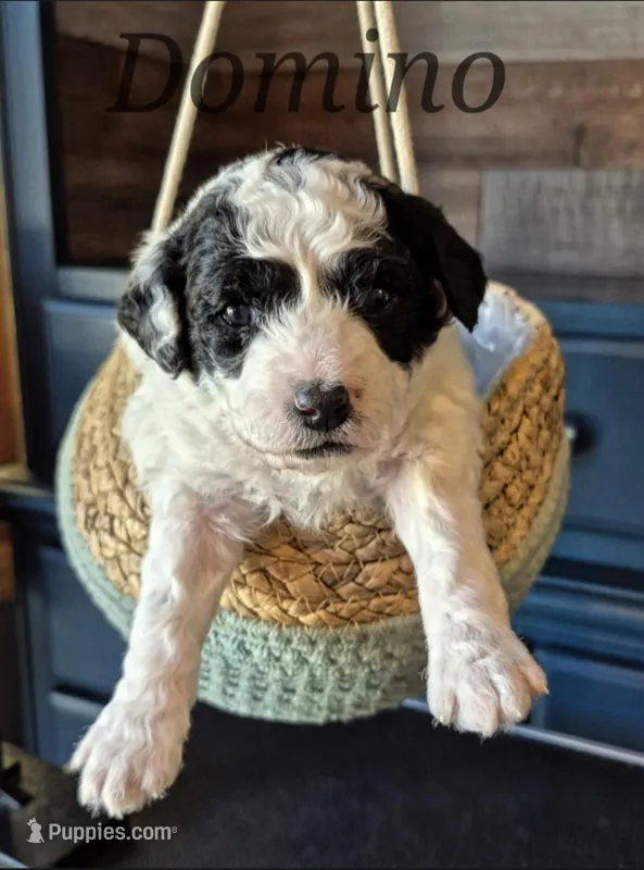 Domino – Miniature Labradoodle puppy for sale in Sussex, WI