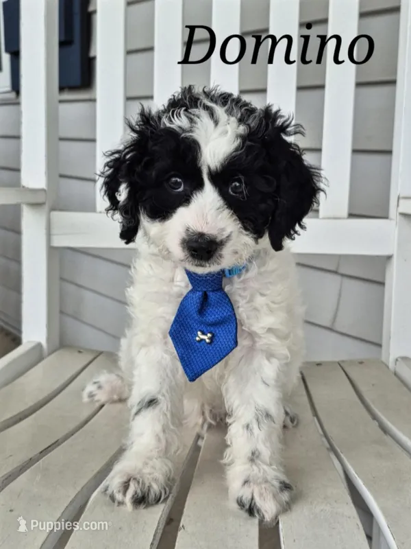 Domino – Miniature Labradoodle puppy for sale in Sussex, WI