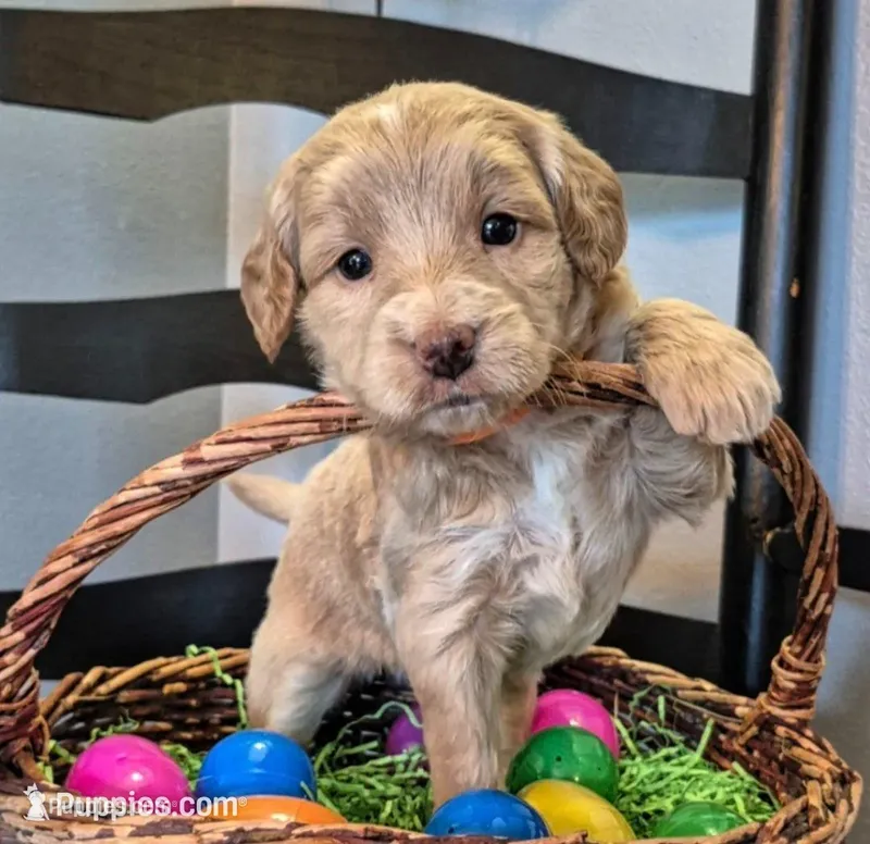 Yahtzee  – Miniature Labradoodle puppy on hold in Sussex, WI