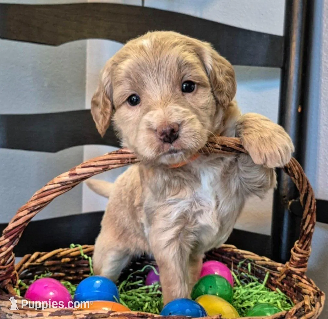 Yahtzee  – Miniature Labradoodle puppy for sale in Sussex, WI