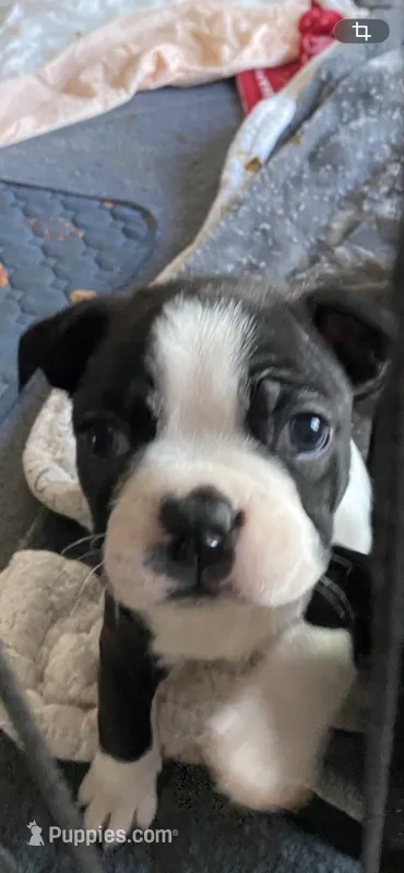 Otto – Boston Terrier puppy for sale in Chicago, IL