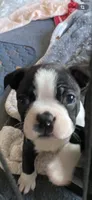 Otto, a male Boston Terrier for sale in Chicago, IL – 1 of 1