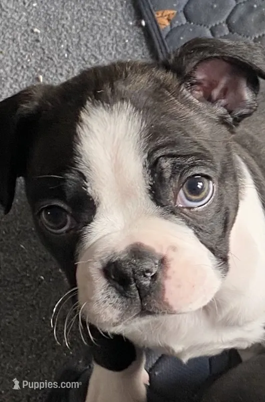 Liesel – Boston Terrier puppy for sale in Chicago, IL