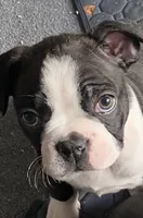 Liesel, a female Boston Terrier for sale in Chicago, IL – 1 of 1