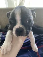 Hans, a male Boston Terrier for sale in Chicago, IL – 3 of 3