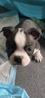 Elsie, a female Boston Terrier for sale in Chicago, IL – 1 of 1