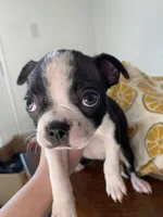 Gertrude, a female Boston Terrier for sale in Chicago, IL – 1 of 1