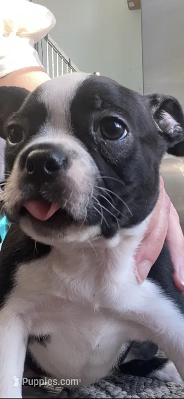 Heidi  – Boston Terrier puppy for sale in Chicago, IL