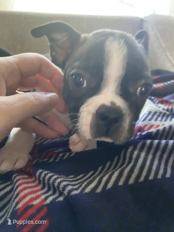 Hans – Boston Terrier puppy for sale in Chicago, IL
