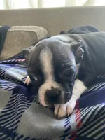 Hans, a male Boston Terrier for sale in Chicago, IL – 2 of 3