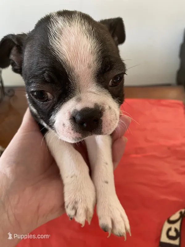 Greta – Boston Terrier puppy for sale in Chicago, IL
