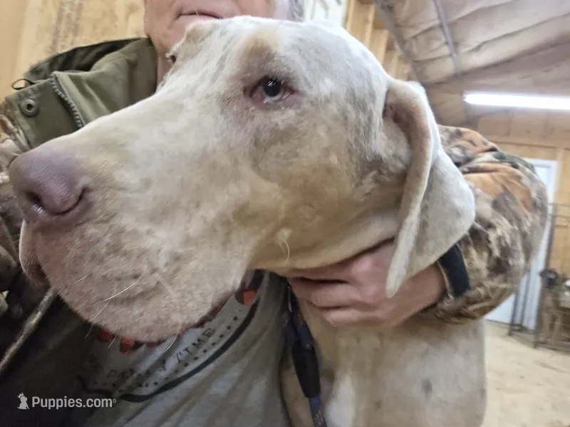 lilac merle tan point