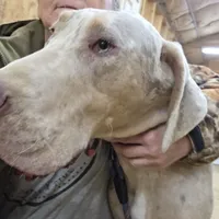 lilac merle tan point, a male Great Dane for sale in Glasgow, KY – Photo 1 of 2