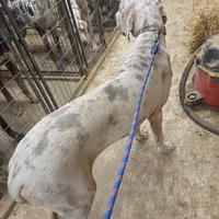 lilac merle tan point, a male Great Dane for sale in Glasgow, KY – Photo 2 of 2