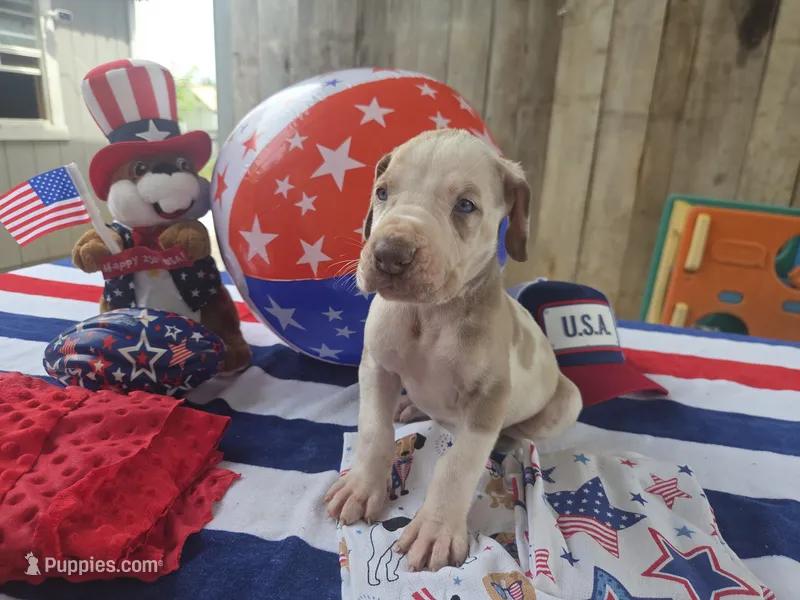 red collar – Great Dane puppy for sale in Glasgow, KY