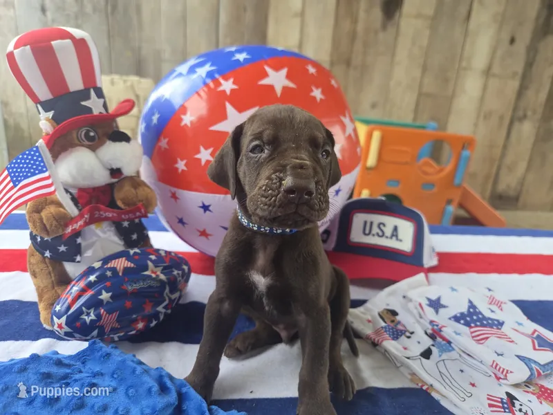 blue collar – Great Dane puppy for sale in Glasgow, KY