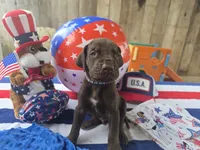 blue collar, a male Great Dane for sale in Glasgow, KY – 1 of 1