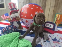 green coller, a male Great Dane for sale in Glasgow, KY – 1 of 1