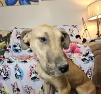 Orange collar, a female Great Dane for sale in Glasgow, KY – Photo 4 of 6