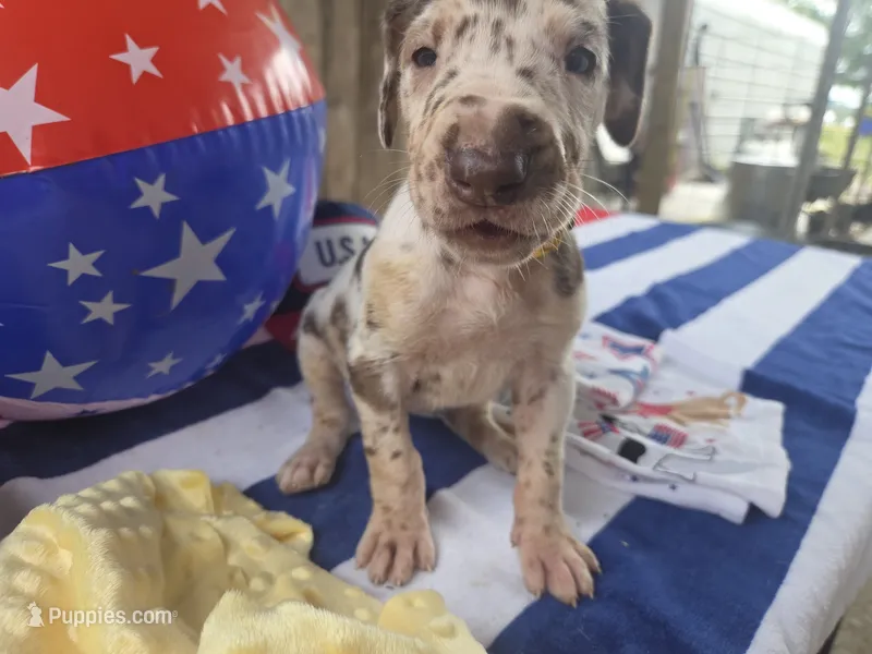 yellow collar – Great Dane puppy for sale in Glasgow, KY