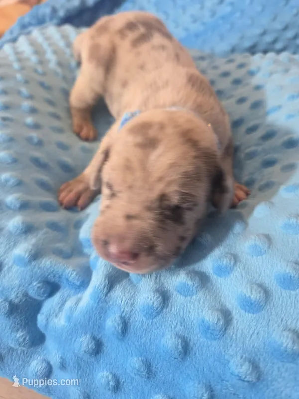 Lt blue collar – Great Dane puppy for sale in Glasgow, KY