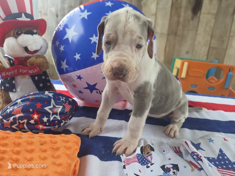 orange collar – Great Dane puppy for sale in Glasgow, KY