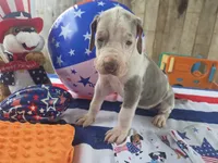 orange collar, a female Great Dane for sale in Glasgow, KY – 1 of 1
