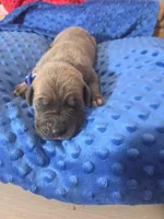 Blue collar, a male Great Dane for sale in Glasgow, KY – Photo 2 of 2