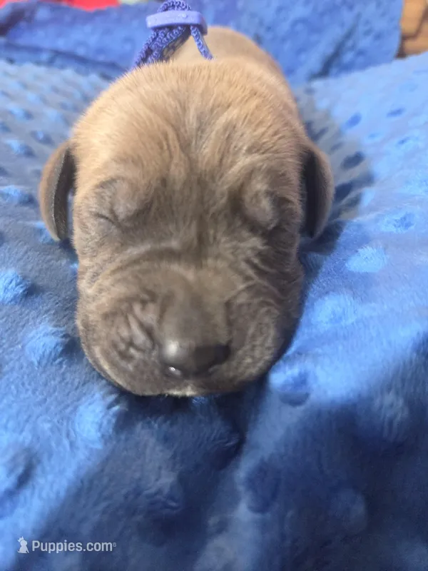 Blue collar – Great Dane puppy for sale in Glasgow, KY