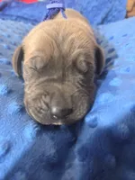 Blue collar, a male Great Dane for sale in Glasgow, KY – Photo 1 of 2