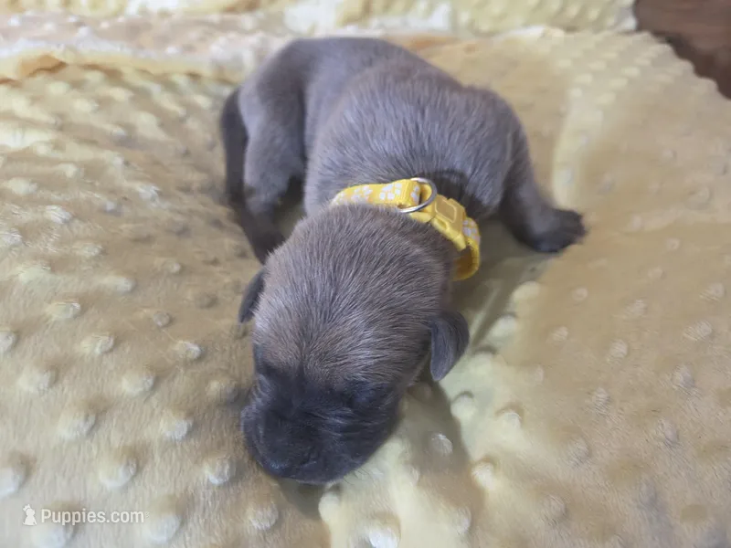 Yellow collare – Great Dane puppy for sale in Glasgow, KY