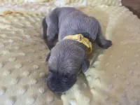 Yellow collare, a male Great Dane for sale in Glasgow, KY – Photo 1 of 2