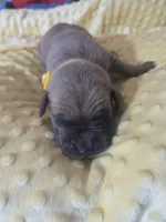 Yellow collare, a male Great Dane for sale in Glasgow, KY – Photo 2 of 2