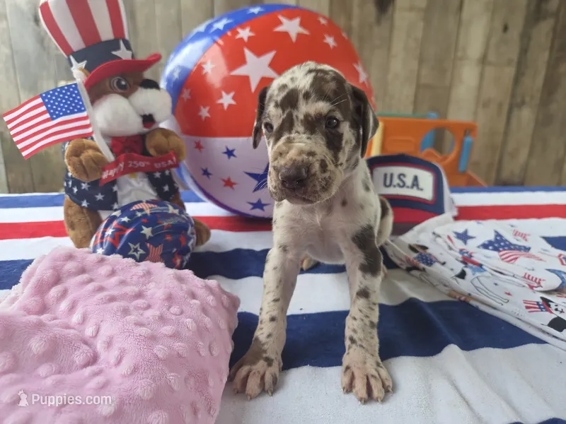 pink collar – Great Dane puppy for sale in Glasgow, KY