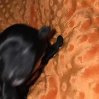 orange collar, a female Portuguese Water Dog for sale in Glasgow, KY – Photo 2 of 3